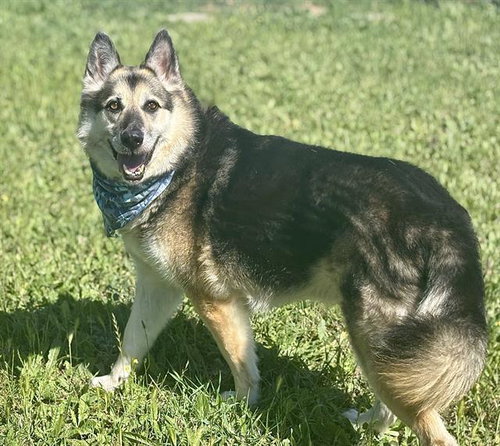 ROCKY, an adoptable German Shepherd Dog in Fairfield, CA