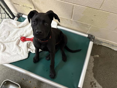 PANTERITA, an adoptable Cane Corso Mastiff in Fairfield, CA