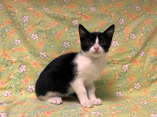SKYPE, an adoptable Domestic Short Hair in Fairfield, CA