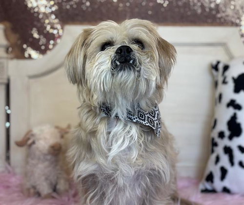 CLAY, an adoptable Terrier in Fairfield, CA
