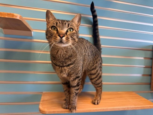 TANNIS, an adoptable Domestic Short Hair in Fairfield, CA