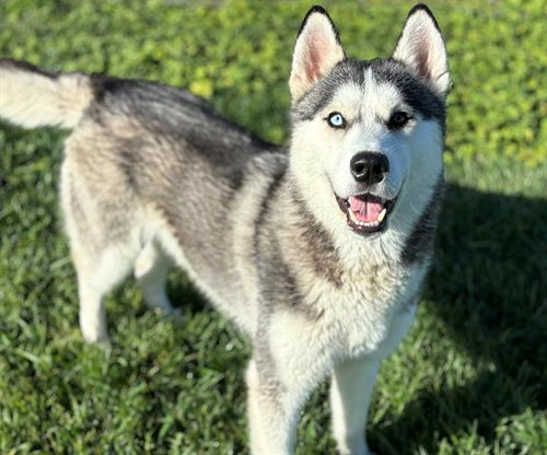 DANTE, an adoptable Husky in Fairfield, CA