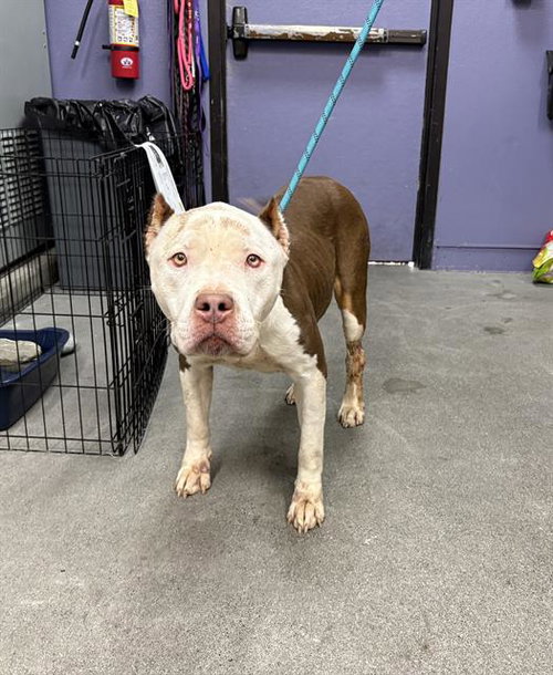 SANGRIA, an adoptable Pit Bull Terrier in Fairfield, CA