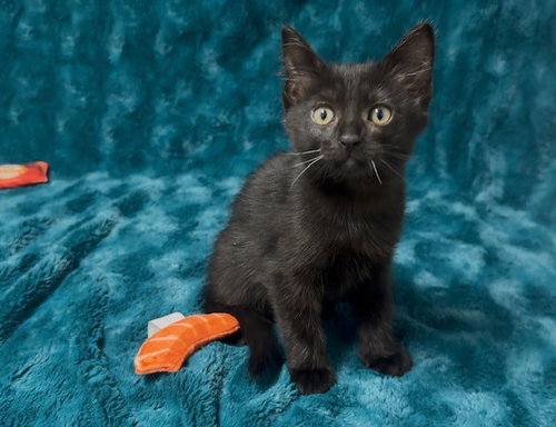 VERMONT, an adoptable Domestic Short Hair in Fairfield, CA