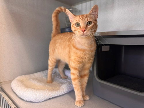 EGGS BENEDICT, an adoptable Domestic Short Hair in Fairfield, CA