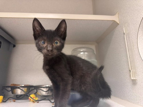 SILAS, an adoptable Domestic Short Hair in Fairfield, CA