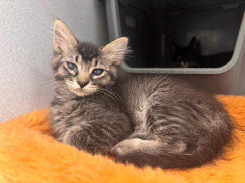 LOUIS, an adoptable Domestic Medium Hair in Fairfield, CA