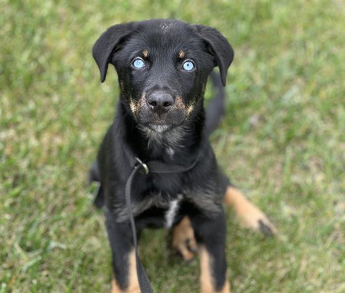 ZELDA, an adoptable German Shepherd Dog in Fairfield, CA