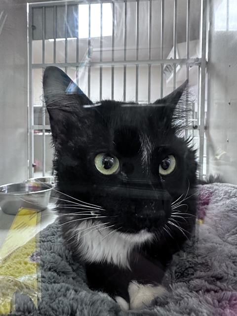 OTIS, Adult Domestic Short Hair (medium coat), cat for adoption in San Rafael, California