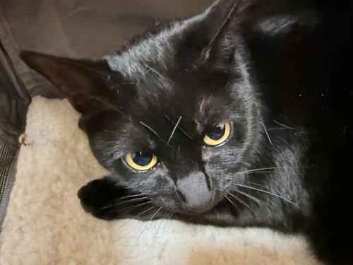 PEPPER, Adult Domestic Short Hair (medium coat), cat for adoption in San Rafael, California