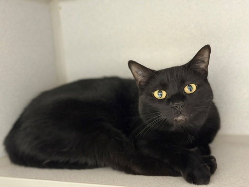 PEPPER, Adult Domestic Short Hair (medium coat), cat for adoption in Petaluma, California