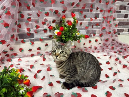 ANGELA, Baby Domestic Short Hair (medium coat), cat for adoption in Petaluma, California