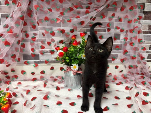 DWIGHT, Baby Domestic Short Hair (medium coat), cat for adoption in Petaluma, California