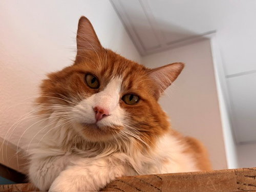 PUMPKIN, Senior Domestic Long Hair (medium coat), cat for adoption in Petaluma, California