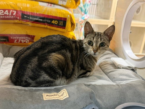 PEACHES, Young Domestic Short Hair (medium coat), cat for adoption in Petaluma, California