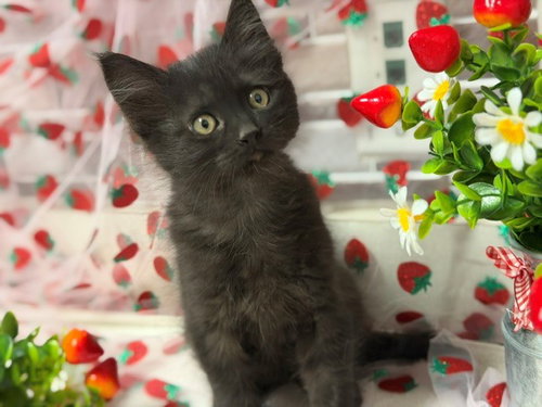 DOT, Baby Domestic Short Hair (medium coat), cat for adoption in Petaluma, California