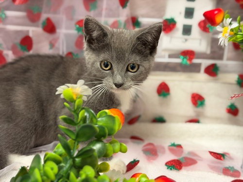 SAMMY, Baby Domestic Short Hair (medium coat), cat for adoption in Vallejo, California