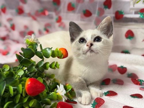 BRANDY, Baby Snowshoe (medium coat), cat for adoption in Petaluma, California