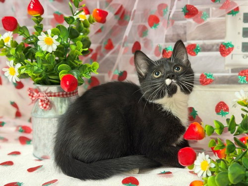 RAINBOW, Baby Domestic Short Hair (medium coat), cat for adoption in Petaluma, California