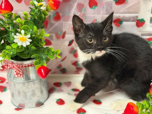 CLOUDY, Baby Domestic Short Hair (medium coat), cat for adoption in Petaluma, California
