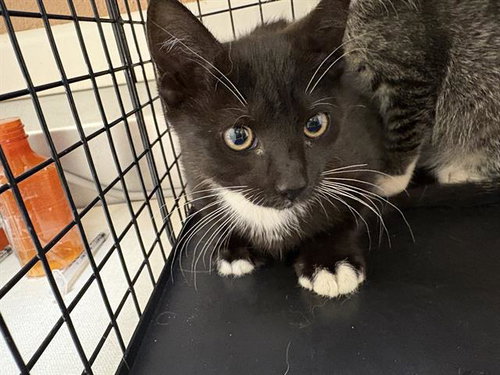 TRIXIE, Baby Domestic Short Hair (medium coat), cat for adoption in Vallejo, California