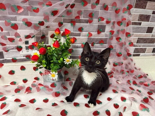 TRIXIE, Baby Domestic Short Hair (medium coat), cat for adoption in Petaluma, California