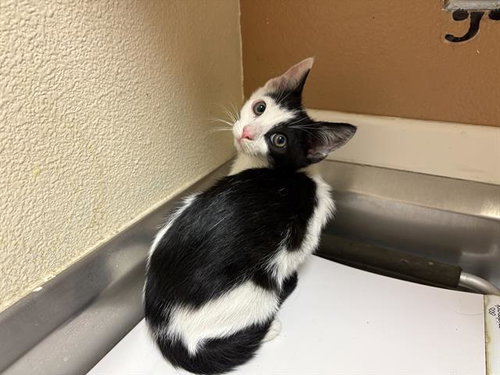 TOM, Baby Domestic Short Hair (medium coat), cat for adoption in Vallejo, California