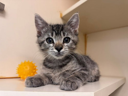 ELMER FUDD, Baby Domestic Short Hair (medium coat), cat for adoption in Petaluma, California