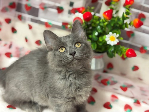 SYLVIE, Baby Domestic Long Hair (medium coat), cat for adoption in Petaluma, California