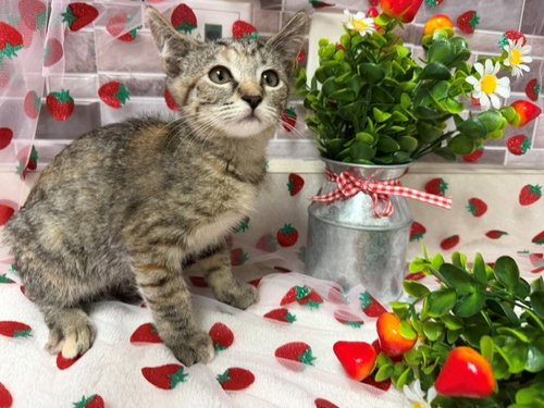 TABITHA, Baby Domestic Short Hair (medium coat), cat for adoption in Petaluma, California