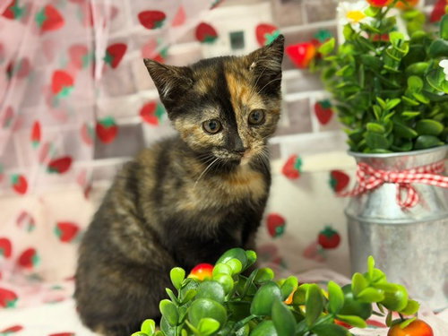 SPRINKLES, Baby Domestic Short Hair (medium coat), cat for adoption in Petaluma, California
