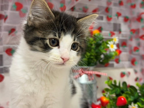 BROWNIE, Baby Domestic Short Hair (medium coat), cat for adoption in Vallejo, California