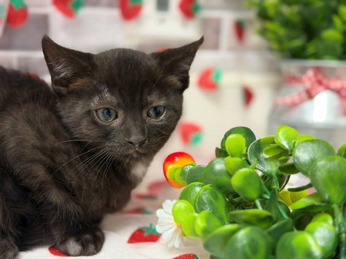 BLACKIE
