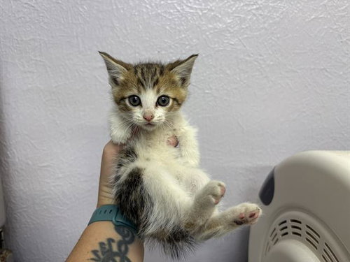 LILY, Baby Domestic Short Hair (medium coat), cat for adoption in Vallejo, California