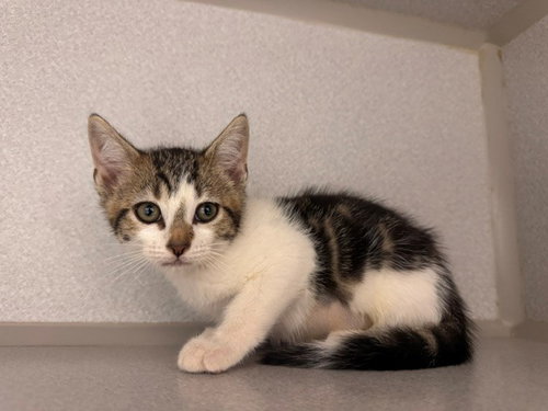 LILY, Baby Domestic Short Hair (medium coat), cat for adoption in Petaluma, California