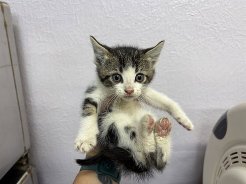 CEDAR, Baby Domestic Short Hair (medium coat), cat for adoption in Vallejo, California