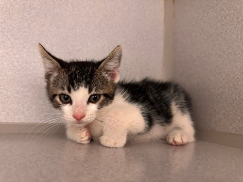 CEDAR, Baby Domestic Short Hair (medium coat), cat for adoption in Petaluma, California