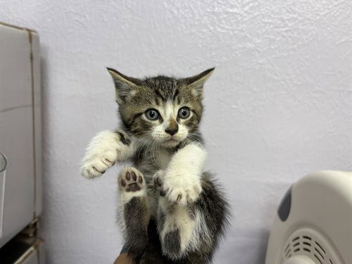 SAGE, Baby Domestic Short Hair (medium coat), cat for adoption in Vallejo, California