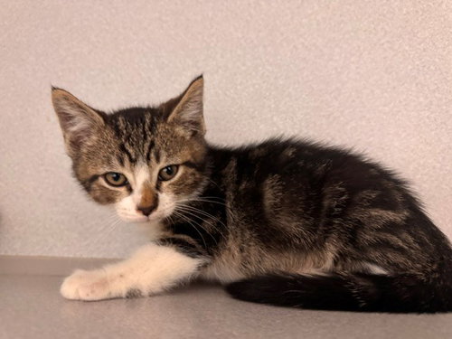 SAGE, Baby Domestic Short Hair (medium coat), cat for adoption in Petaluma, California