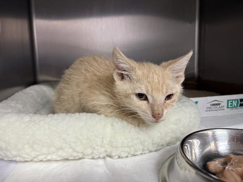 WIBBLE, Baby Domestic Short Hair (medium coat), cat for adoption in Petaluma, California