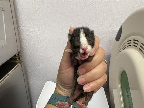 NEWT, Baby Domestic Short Hair (medium coat), cat for adoption in Petaluma, California