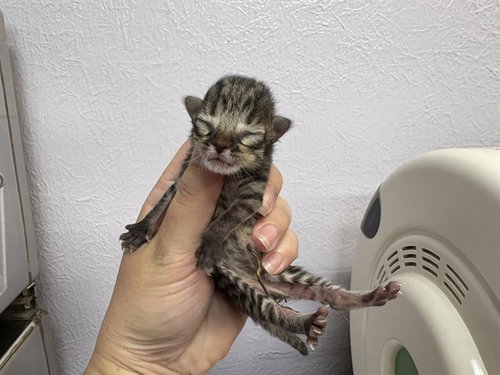 TINA, Baby Domestic Short Hair (medium coat), cat for adoption in Petaluma, California