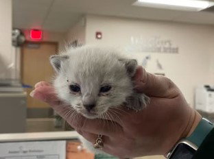 QUEENIE, Baby Domestic Short Hair (medium coat), cat for adoption in Petaluma, California