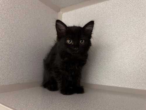 BOBBI, Baby Domestic Short Hair (medium coat), cat for adoption in Petaluma, California
