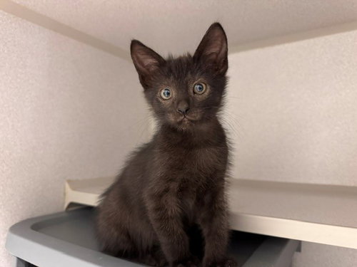 BAGHEERA JR
