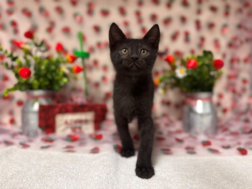 BAGHEERA JR, Baby Domestic Short Hair (medium coat), cat for adoption in Pittsburg, California