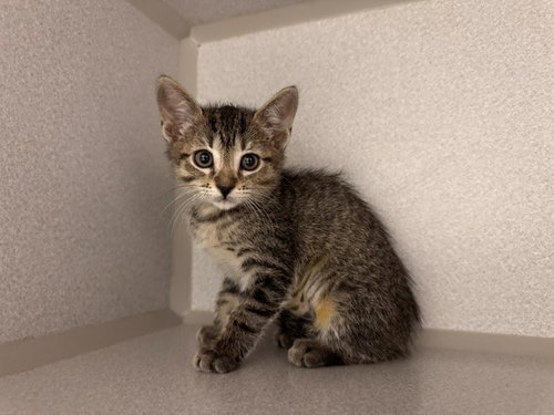 PRINCESS BELLE, Baby Domestic Short Hair (medium coat), cat for adoption in Petaluma, California