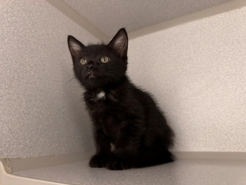 BETTY, Baby Domestic Short Hair (medium coat), cat for adoption in Petaluma, California