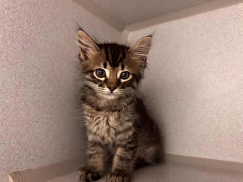 CUTTIE PIE, Baby Domestic Short Hair (medium coat), cat for adoption in Petaluma, California