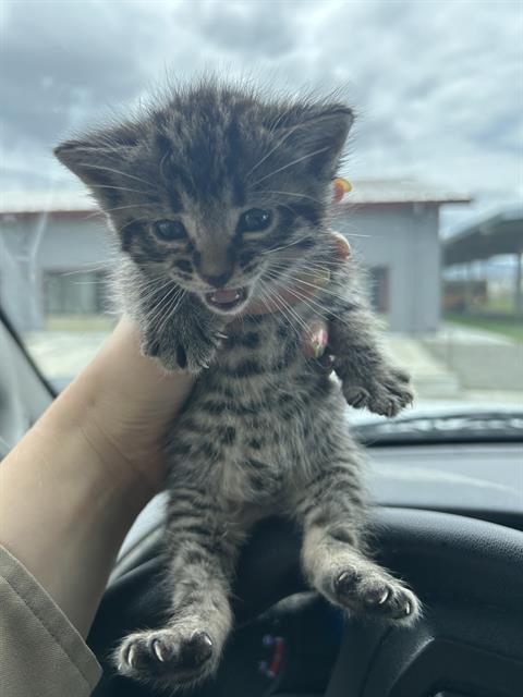 LOLA, Baby Domestic Medium Hair (medium coat), cat for adoption in Petaluma, California